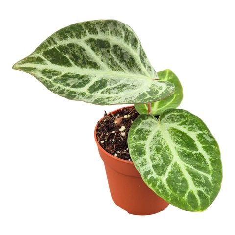 Anthurium 'Silver Blush Mint'