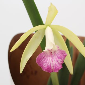 Brassavola MIX