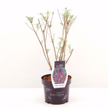 Buddleja davidii FUNKY FUCHSIA