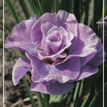 Iris sibirica 'Pink Parfait'