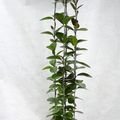 Hoya australis