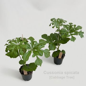 Cussonia spicata