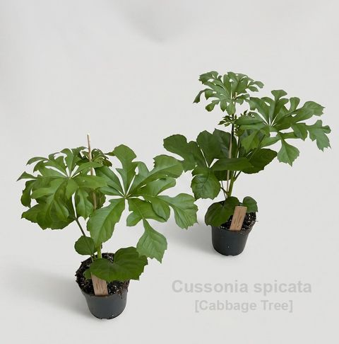 Cussonia spicata