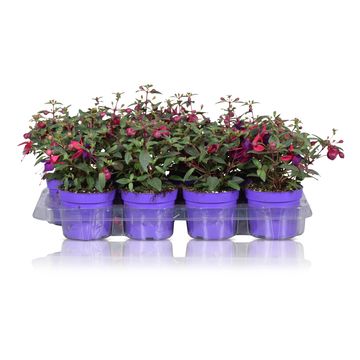 Fuchsia BELLA FUCHSIA SACHA