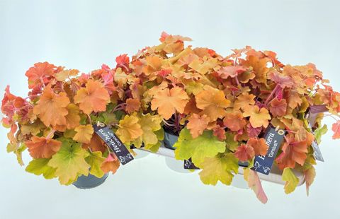 Heuchera 'Carnival Fall Festival'