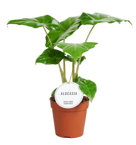 Alocasia PORTADORA