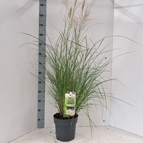 Miscanthus sinensis 'Kleine Silberspinne'