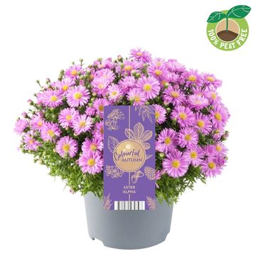 Aster ALPHA LIGHT PINK