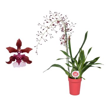 Oncidium Sharry Baby