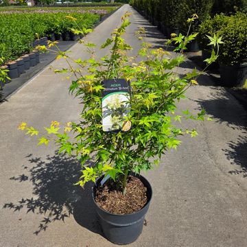 Acer palmatum 'Bi-hoo'