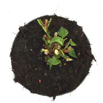 Persicaria amplexicaulis 'Dark Red'