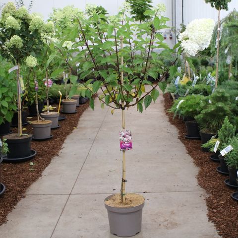 Hydrangea paniculata VANILLE FRAISE