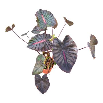 Colocasia 'Hybrid Mocha Lava'