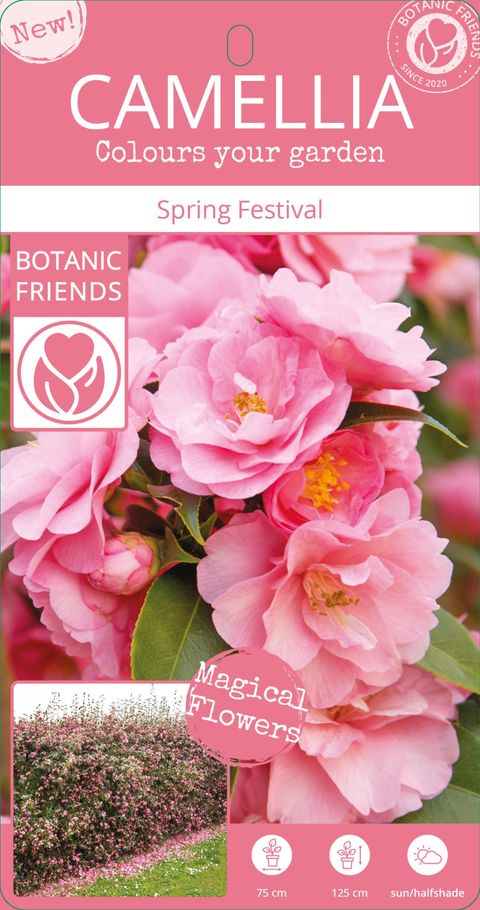 Camellia 'Spring Festival'