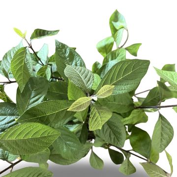 Callicarpa bodinieri 'Profusion'