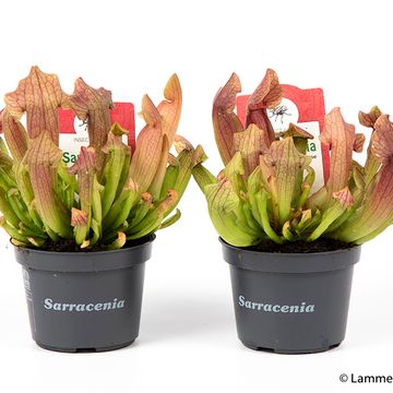 Sarracenia purpurea