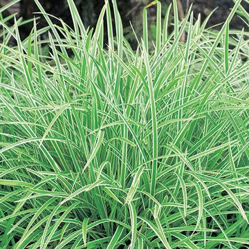 Carex morrowii 'Ice Dance'