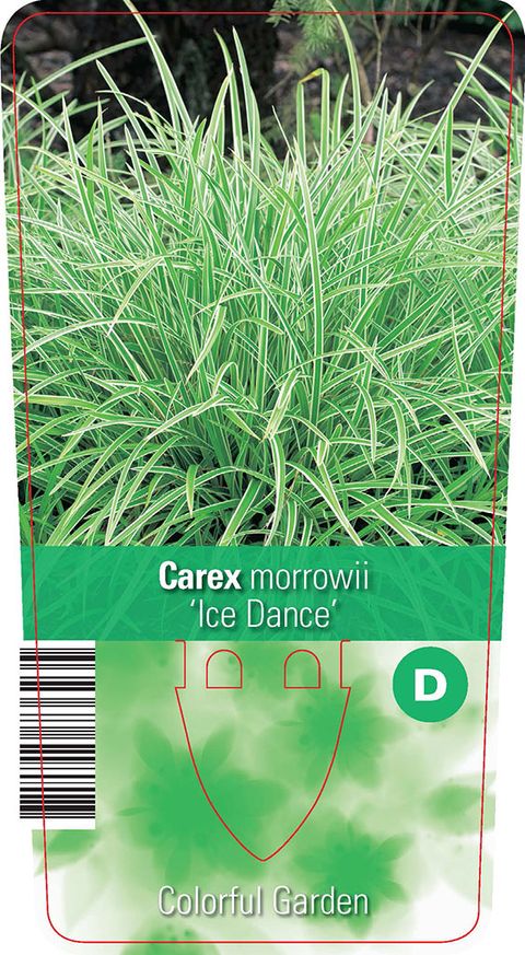 Carex morrowii 'Ice Dance'