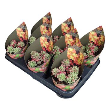 Sedum x rubrotinctum