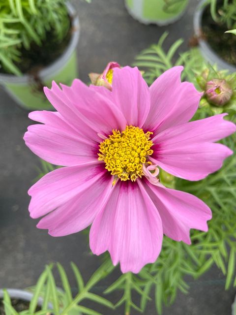 Cosmos bipinnatus 'Casanova Pink'