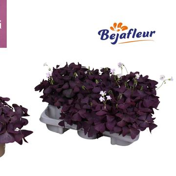 Oxalis triangularis 'Mijke'