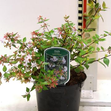 Abelia x grandiflora 'Francis Mason'