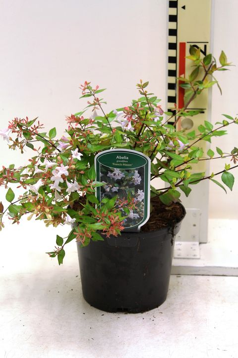 Abelia x grandiflora 'Francis Mason'