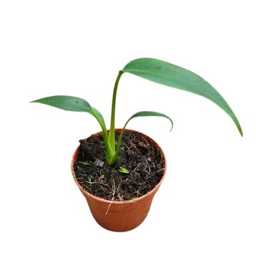 Monstera 'Burle Marx Flame'