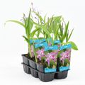 Bletilla striata