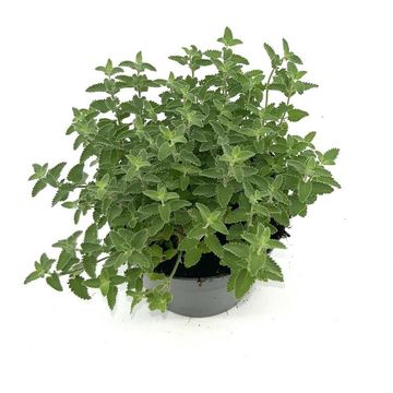 Nepeta 'Junior Walker'