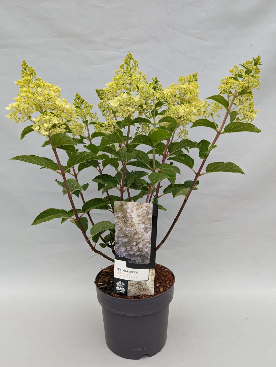 Hydrangea paniculata 'Silver Dollar' — Plant Wholesale FlorAccess