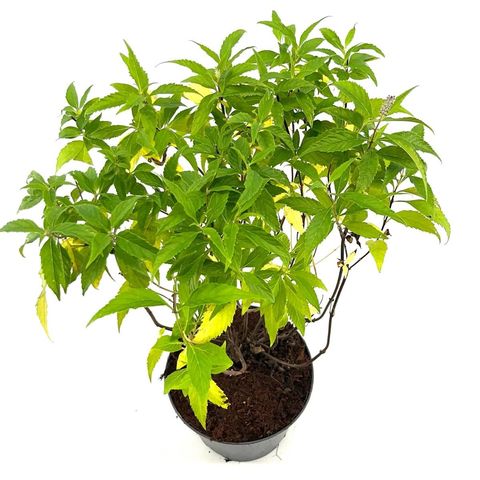 Elsholtzia stauntonii