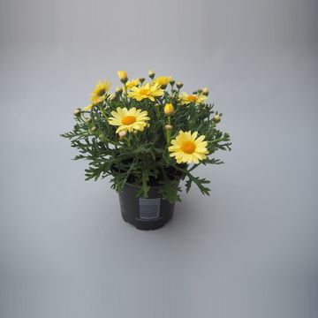 Argyranthemum frutescens LA RITA YELLOW