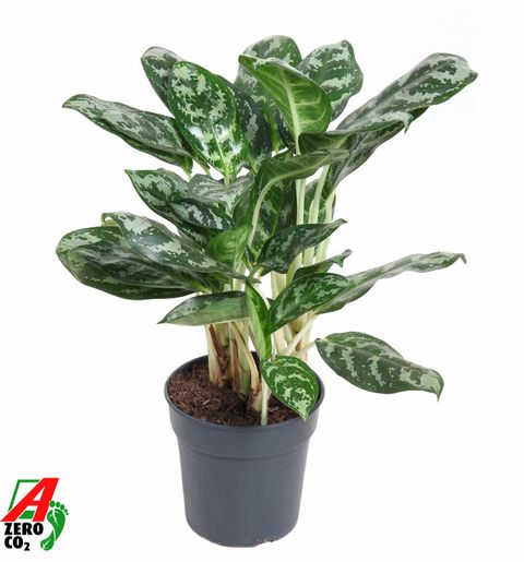 Aglaonema 'Amazon Silver'