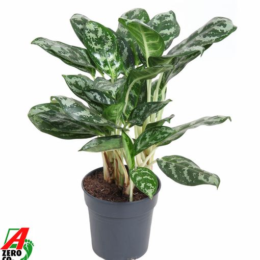 Aglaonema 'Amazon Silver'