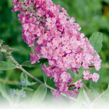 Buddleja davidii 'Pink Delight'