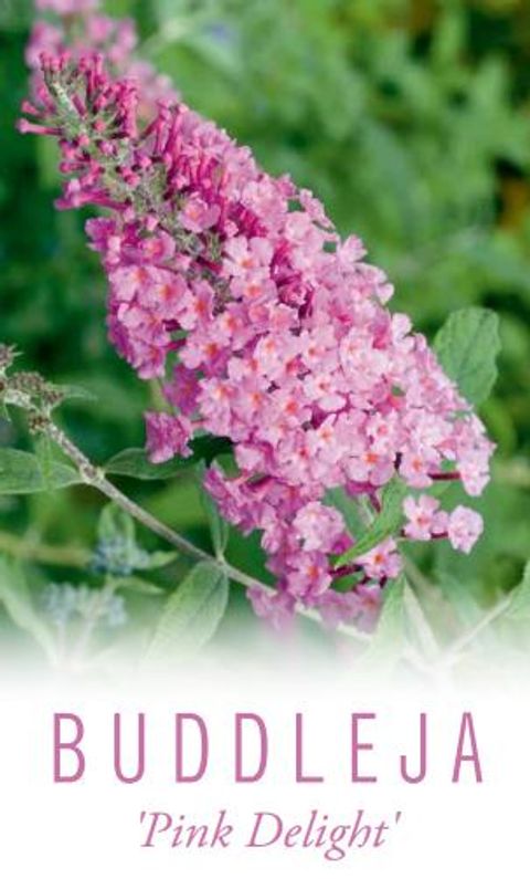 Buddleja davidii 'Пинк Делайт'