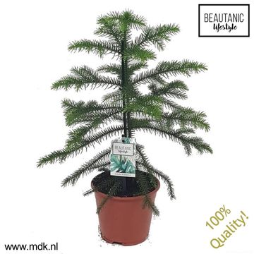 Araucaria heterophylla