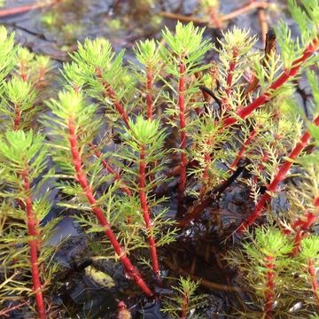 Myriophyllum aquaticum