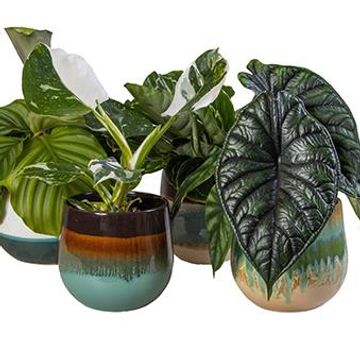 Houseplants MIX