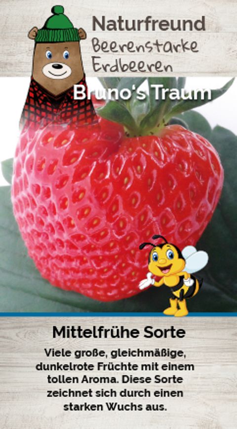 Fragaria x ananassa 'Bruno's Traum'