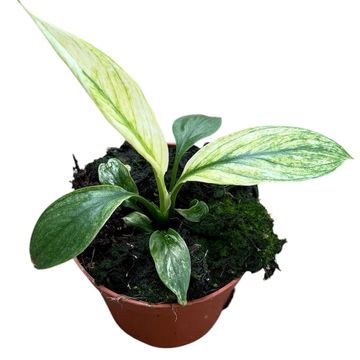 Spathiphyllum 'Sensation Variegata'