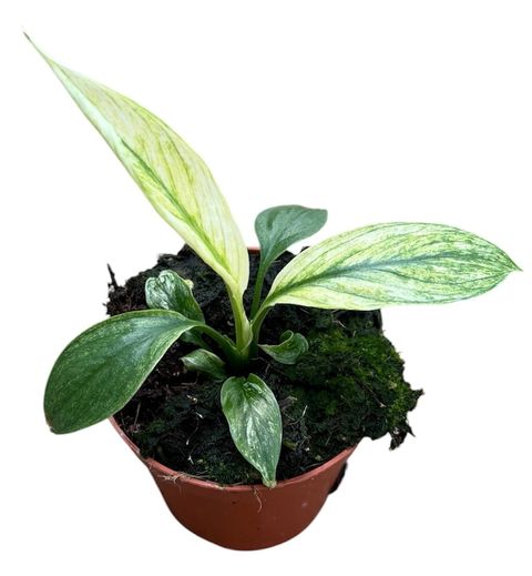 Spathiphyllum 'Sensation Variegata'