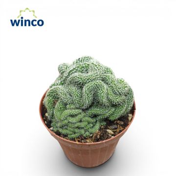 Mammillaria elongata cristata