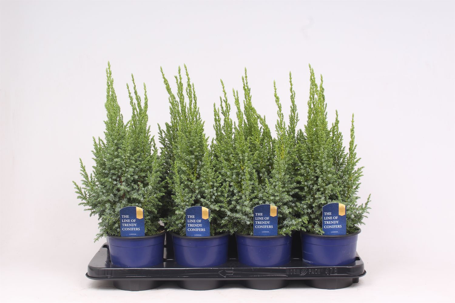 Juniperus pingii 'Loderi' — Plant Wholesale FlorAccess