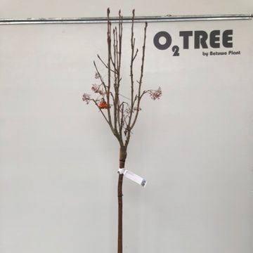 Sorbus aucuparia AUTUMN SPIRE