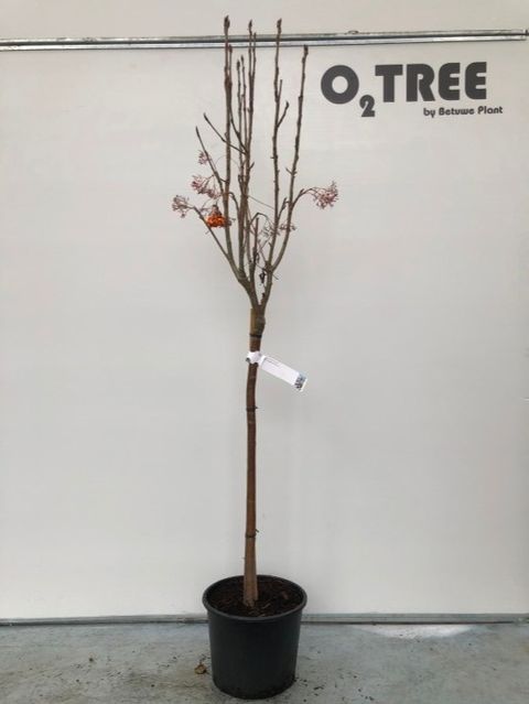 Sorbus aucuparia AUTUMN SPIRE