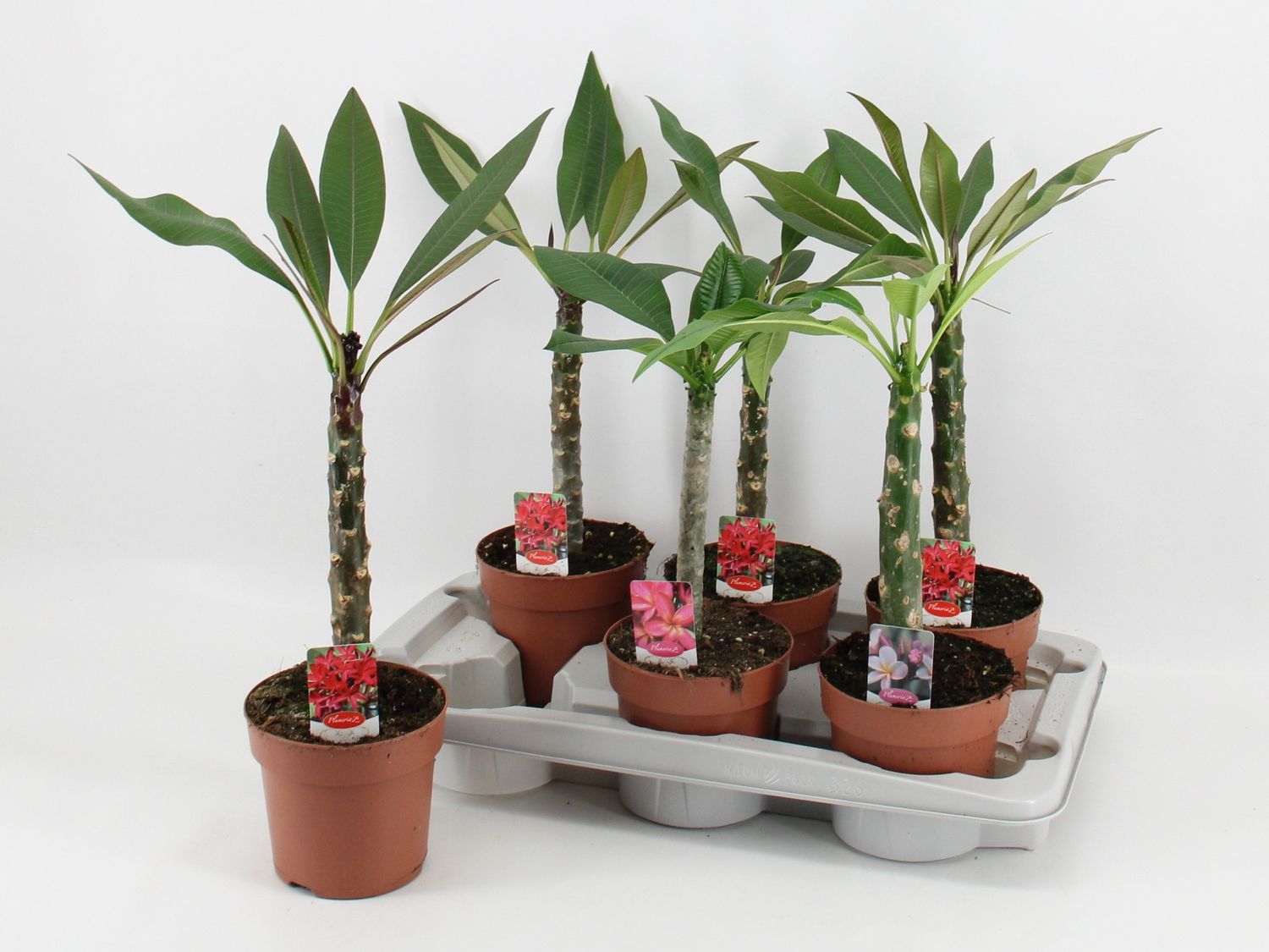ブロメリア・エアープランツ sand 2 water CanistrumT(Hawaii form) Plumeria rubra HAWAIIAN MIX — Plant Wholesale FlorAccess