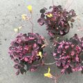 Oxalis vulcanicola 'Plum Crazy'