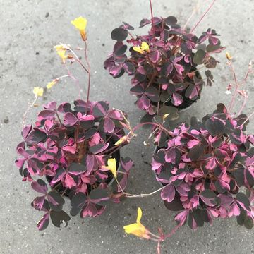 Oxalis vulcanicola 'Plum Crazy'